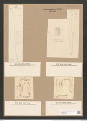 Pleurosigma acuminatum (Kuetz) Grun. (de-Toni-Nr.: Genus 13, Species 1075) Zeichnungen Sammlung Grunow Nr. 1946 (NHMW-BOT-W0369082)